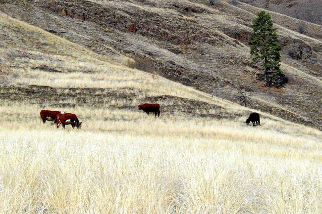 Group sues US for details about impact of grazing program | iNFOnews.ca Group sues US for details about impact of grazing program | iNFOnews.ca