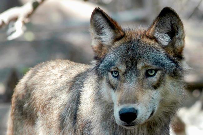 Colorado panel: Nice and slow on gray wolf reintroduction | iNFOnews.ca