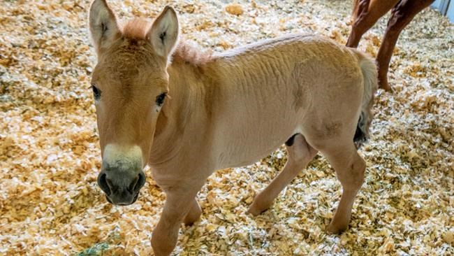 Cells at San Diego Zoo lead to cloning of endangered horse | iNFOnews.ca CP586482525