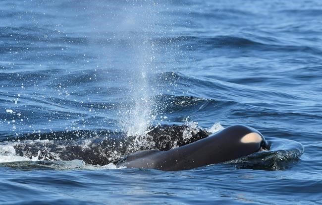 Grieving orca highlights plight of endangered whales | iNFOnews.ca Grieving orca highlights plight of endangered whales | iNFOnews.ca