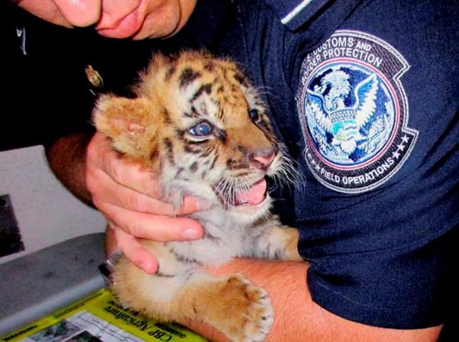 Man pleads guilty to smuggling tiger cub into US from Mexico | iNFOnews.ca Man pleads guilty to smuggling tiger cub into US from Mexico | iNFOnews.ca