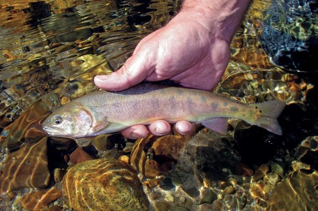 Rare California trout species returns to native habitat | iNFOnews.ca