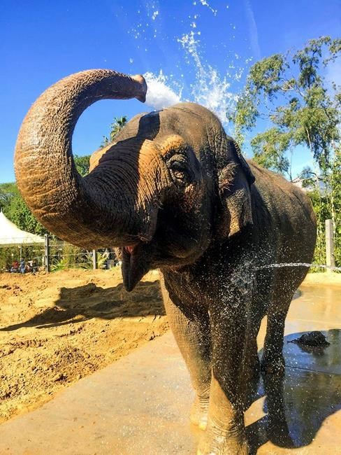 California zoo euthanizes beloved 47-year-old elephant | iNFOnews.ca California zoo euthanizes beloved 47-year-old elephant | iNFOnews.ca