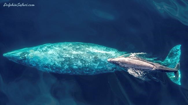 Baby gray whale swims with mother off Southern California | iNFOnews.ca Baby gray whale swims with mother off Southern California | iNFOnews.ca