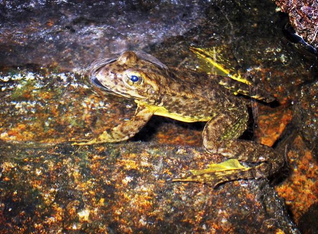 Inoculations give endangered California frog a shot at life | iNFOnews.ca