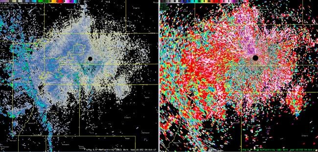 Massive wave of butterflies lights up Denver weather radar | iNFOnews.ca