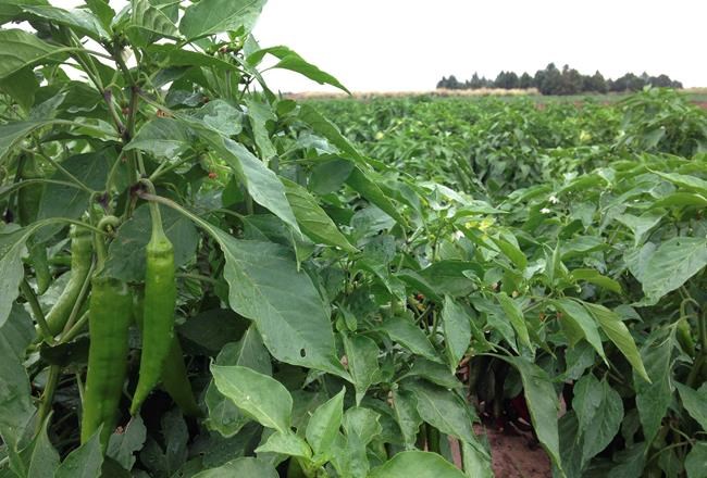Less of New Mexico's famed chile crop produced in 2017 | iNFOnews.ca