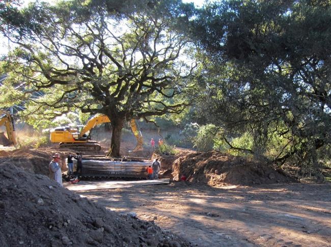 California couple to pay nearly $600,000 for uprooting tree | iNFOnews.ca