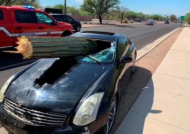 Driver escapes injury when saguaro cactus pierces windshield | iNFOnews.ca Driver escapes injury when saguaro cactus pierces windshield | iNFOnews.ca