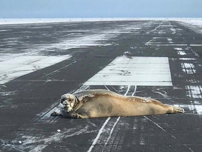 450-pound seal removed from northern Alaska airport's runway | iNFOnews.ca 450-pound seal removed from northern Alaska airport's runway | iNFOnews.ca