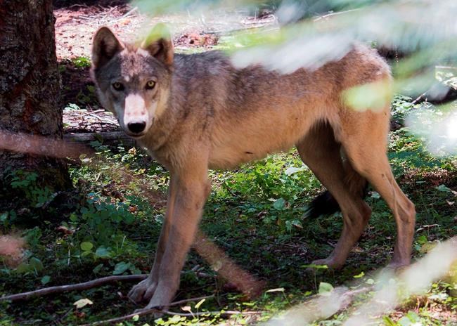 Wolf pups born in Oregon's Cascade Mountains | iNFOnews.ca