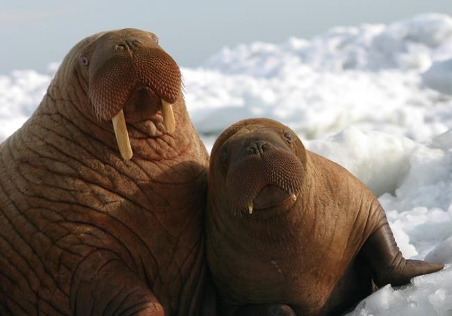 US agency to decide if Pacific walrus is threatened species | iNFOnews.ca