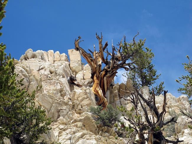 Scientists: Future of oldest tree species on Earth in peril | iNFOnews.ca CP869750284
