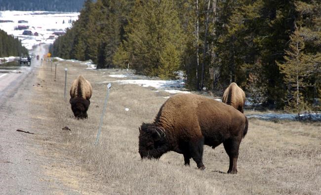 Yellowstone officials warn of dangerous behaviour with bison | iNFOnews.ca