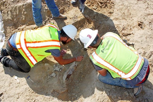 Dig that discovery! Triceratops fossil unearthed in Colorado | iNFOnews.ca CP1864046994