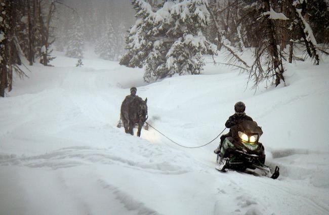 Horse left behind in Wyoming wilderness survives for 6 weeks | iNFOnews.ca