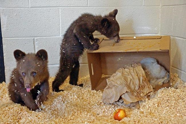 Wildlife park: Bear cubs rescued after mother is euthanized | iNFOnews.ca CP2132248034