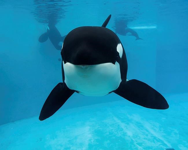 SeaWorld veterinarians euthanize orca that had lung disease | iNFOnews.ca SeaWorld veterinarians euthanize orca that had lung disease | iNFOnews.ca