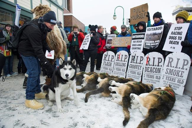 New Iditarod CEO seeks dialogue with animal rights critics | iNFOnews.ca CP1992255110
