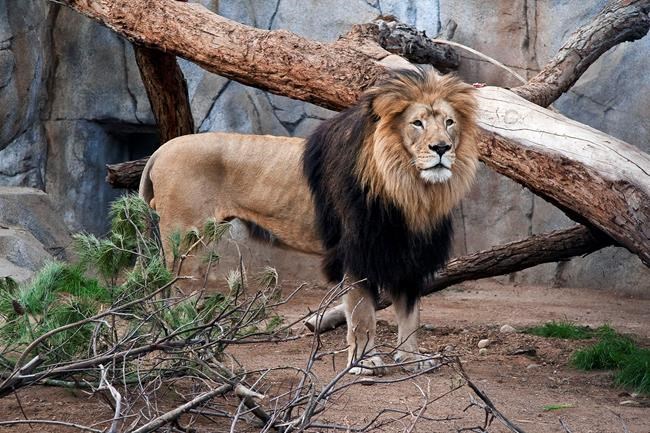 2 elderly African lions die at San Francisco, San Diego zoos | iNFOnews.ca