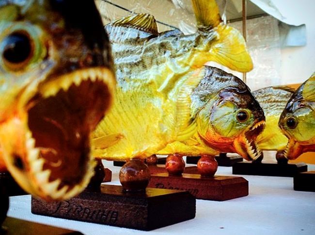Chef stopped at Los Angeles airport with 40 frozen piranhas | iNFOnews.ca