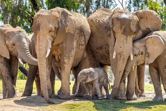 Baby elephant joins herd at San Diego Zoo Safari Park | iNFOnews.ca Baby elephant joins herd at San Diego Zoo Safari Park | iNFOnews.ca