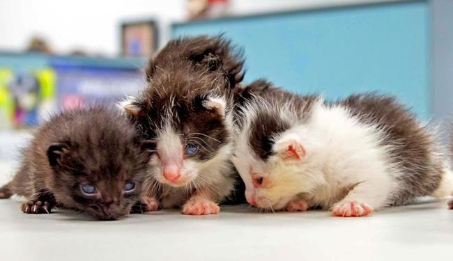 Kitten stowaways found after long journey in steel column | iNFOnews.ca