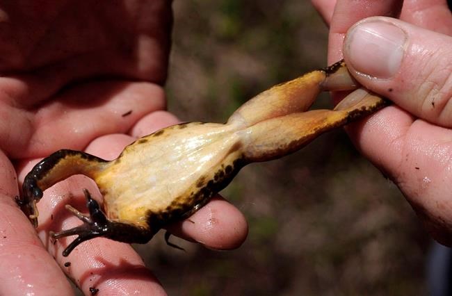 California commission lists yellow-legged frog as endangered | iNFOnews.ca