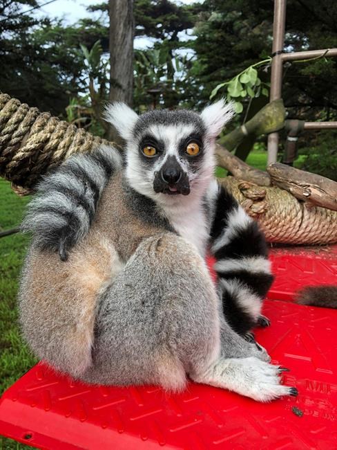 Lemur missing after break-in at San Francisco Zoo | iNFOnews.ca