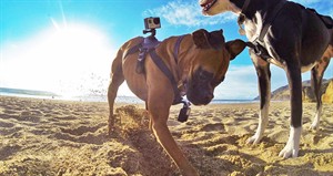 Shake up pet gift giving with unique holiday options: Camera mount for dogs, ugly sweaters | iNFOnews.ca CP30768606