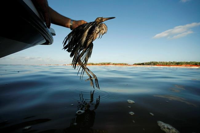 US proposes ending rule that weakened wild bird protections | iNFOnews.ca