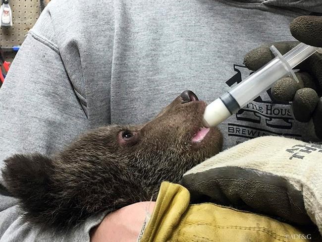 Anchorage zoo caring for malnourished brown bear cub | iNFOnews.ca