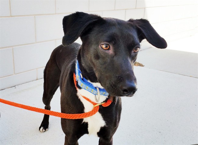 Animal Planet explores ASPCA program for second chance dogs | iNFOnews.ca CP36915083