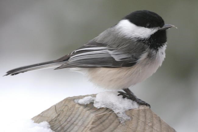 Researchers link virus to Alaska birds with deformed beaks | iNFOnews.ca