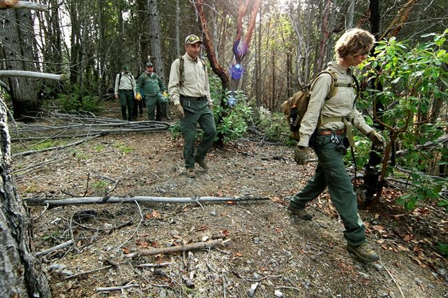 Illegal pot farms on public land create environmental hazard | iNFOnews.ca CP1658347937