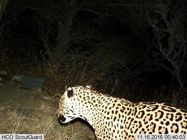 Agency reports rare jaguar sighting in mountains of Arizona | iNFOnews.ca