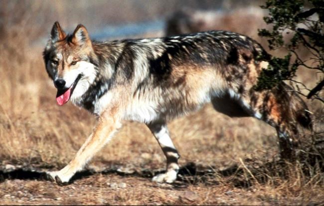 Record number of Mexican grey wolves found dead in 2018 | iNFOnews.ca Record number of Mexican grey wolves found dead in 2018 | iNFOnews.ca