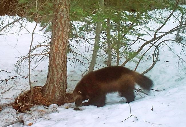 US sets deadline for wolverines protection decision | iNFOnews.ca