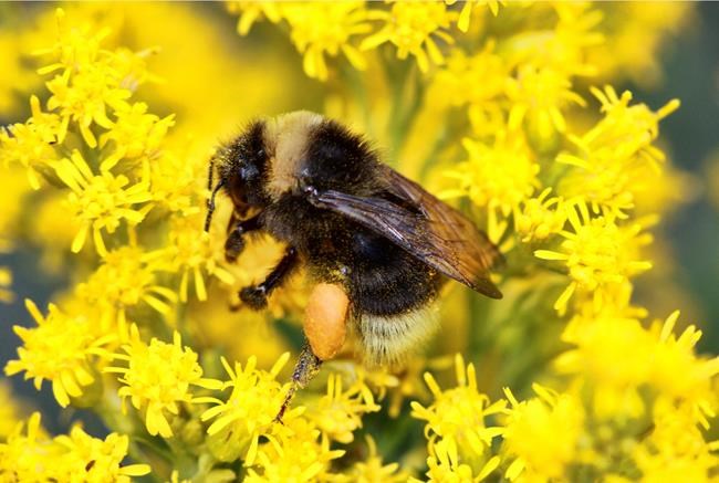 Bumblebee blues: Pacific Northwest pollinator in trouble | iNFOnews.ca