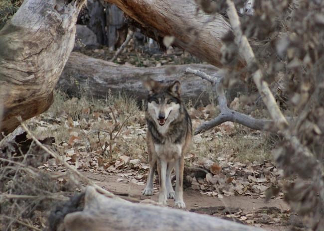 Gray wolf arrives at New Mexico zoo for recovery program | iNFOnews.ca