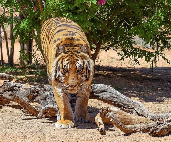Tiger attacks founder of Arizona non-profit animal rescue | iNFOnews.ca