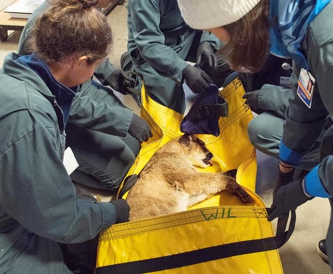 Burned mountain lion cub to stay in captivity in California | iNFOnews.ca CP49583709