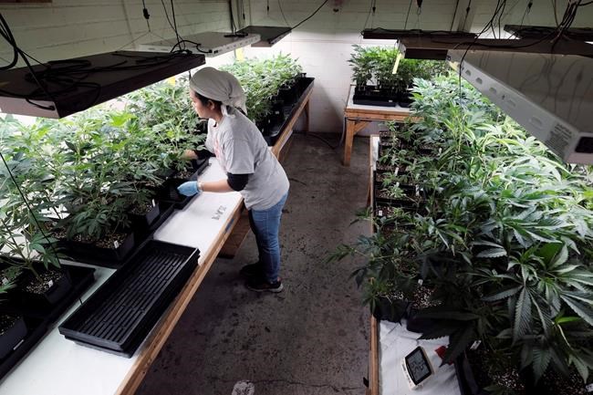 Weaker-than-expected marijuana sales ding California budget | iNFOnews.ca