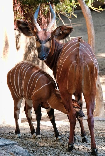 Bouncing baby bongo shows its stripes at Los Angeles Zoo | iNFOnews.ca