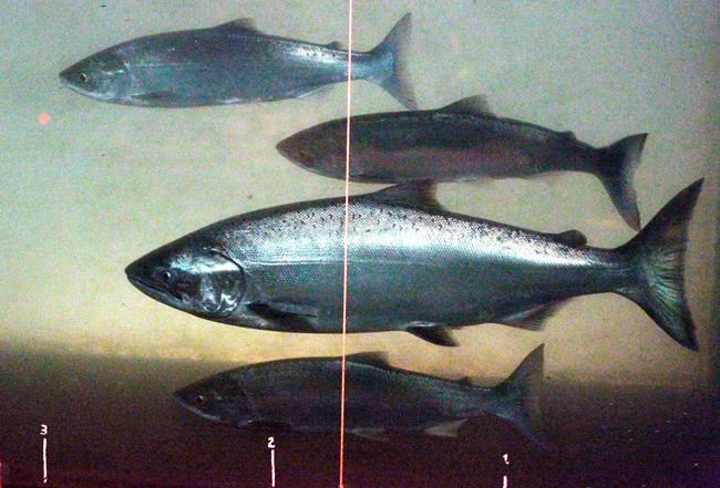 Trump administration urged to avoid salmon protection rules | iNFOnews.ca