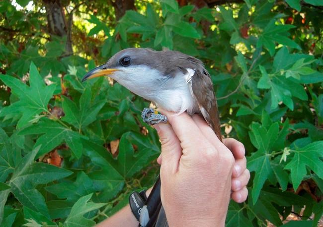 US identifies habitat critical for survival of rare songbird | iNFOnews.ca