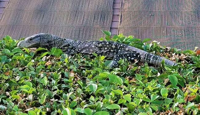 4-foot-long lizard found in Southern California backyard | iNFOnews.ca
