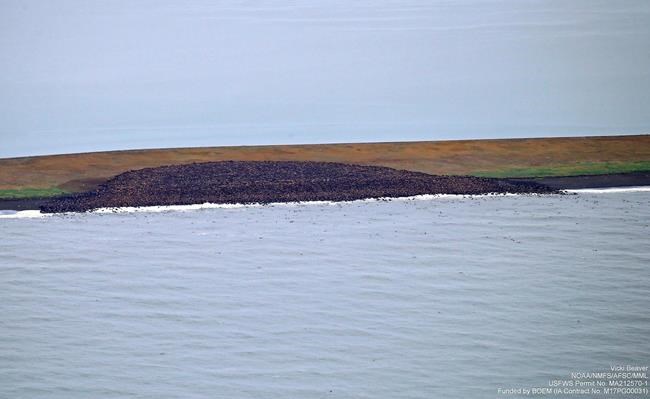 Thousands of Pacific walruses again herd up on Alaska coast | iNFOnews.ca Thousands of Pacific walruses again herd up on Alaska coast | iNFOnews.ca