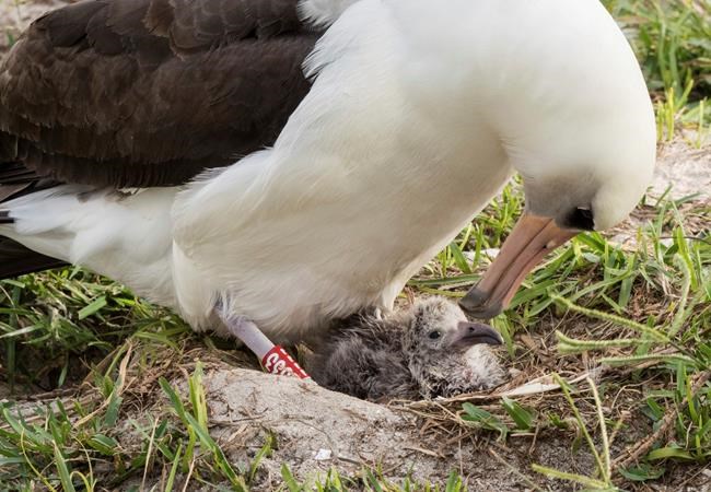 World's oldest seabird hatches new chick at Midway Atoll | iNFOnews.ca