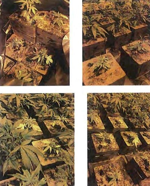 Feds say illegal pot operation funded with Chinese money | iNFOnews.ca